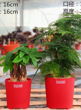 好盆友1818透气花盆XTOU会呼吸的兰花老桩多孔陶瓷红陶树脂