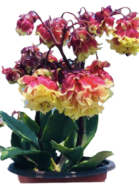 重瓣宫灯花带花带土盆栽