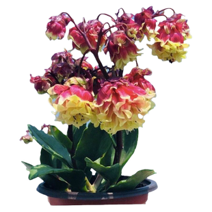 重瓣宫灯花带花带土盆栽花卉绿植阳台室内宫灯长寿花倒挂金钟植物