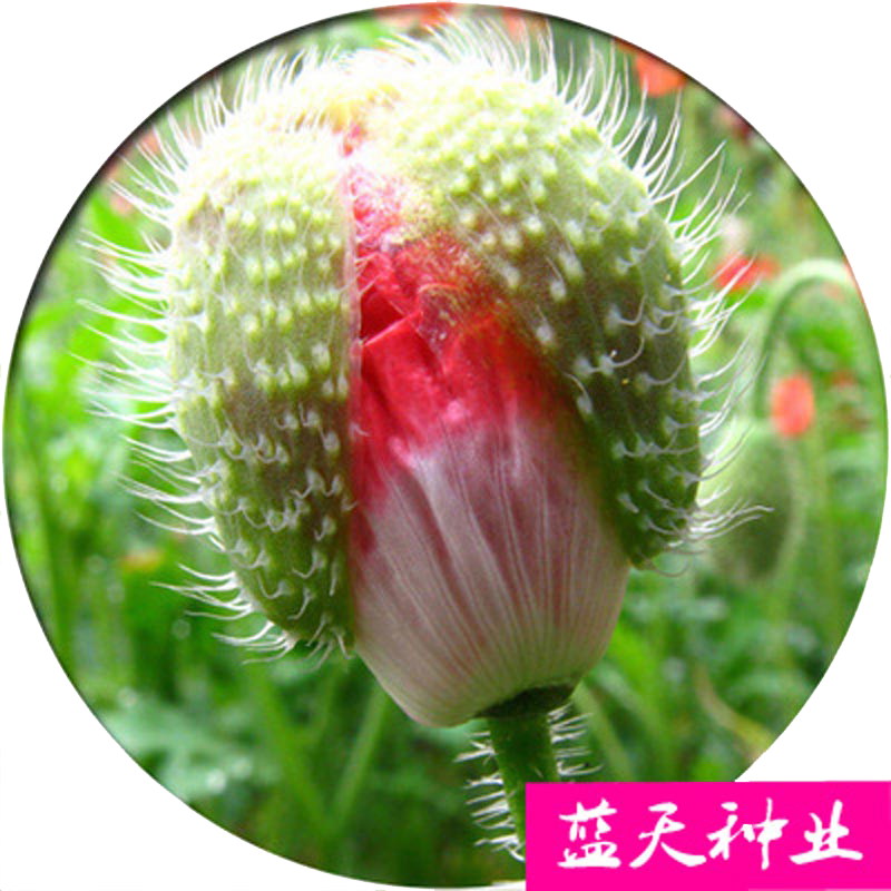 多年生冰岛虞美人花种籽混色红花虞美人丽春种子四季易活耐寒花籽