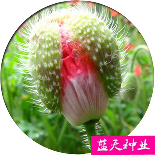 多年生冰岛虞美人花种籽混色红花虞美人丽春种子四季易活耐寒花籽