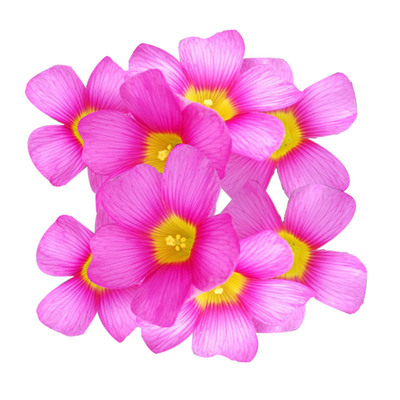 早花型酢浆草阳台盆栽新手好养