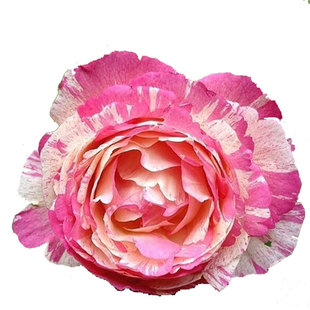 浩田花苑 新品 欧月 灌木 夏加尔/马克夏卡尔 月季 切花现货