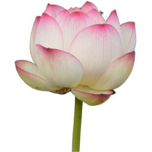 【彩云翔】种藕中大型盆栽荷花阳台多年水生花卉明月荷苑