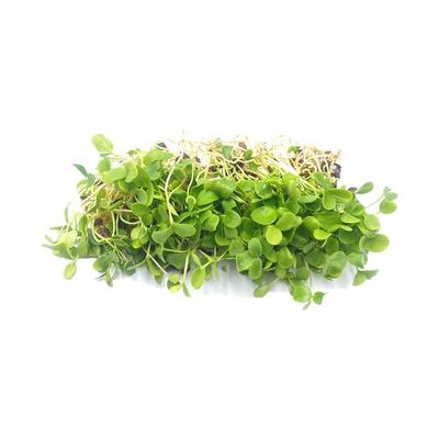 千牛优福苗菜芽菜顺丰包邮香椿苗