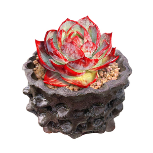 宽叶惊鸿仙子拉丝锦卡西欧网红多肉植物一物一拍精品贵货向阳派