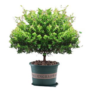老桩小叶赤楠盆栽绿植花卉树苗室内客厅好养净化空气四季常青美观