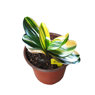 长春精品君子兰盆栽金丝元宝彩兰小苗短叶雀兰宽叶鸳鸯覆轮一线天