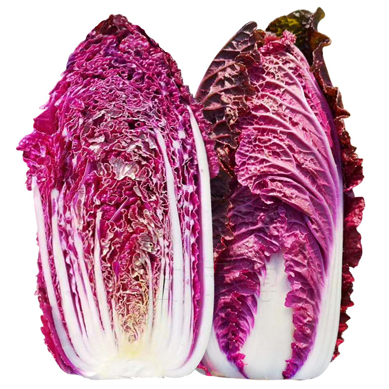 紫白菜种籽种子红色夏季娃娃菜