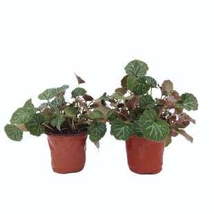 贵州野生虎耳草 生鲜中草药岩石上耐旱喜阴花叶御所车荷叶虎耳