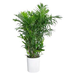 夏威夷竹子盆栽室内外客厅大型绿植盆景植物竹盆栽净化空气吸甲醇
