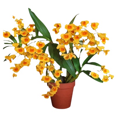 鼓槌石斛盆栽黑心栗斑精品大丛苗