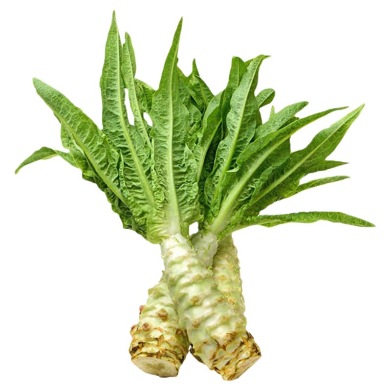 抗热一号莴苣种籽香莴笋四季莴苣种子莴笋菜籽种孑夏秋耐热莴苣籽