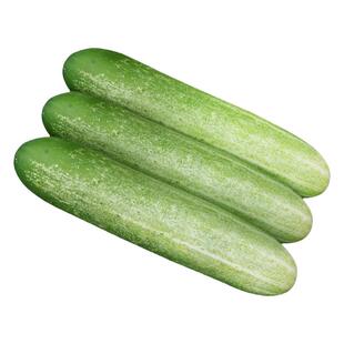 春季旱黄瓜种籽子莱籽青瓜种子苗阳台蔬菜种小水果黄瓜籽种孑大全