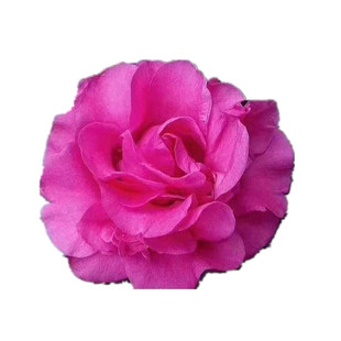 黛比茶花 花黛比茶花 盆栽茶花 高端花卉