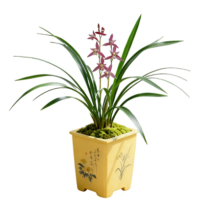 【红娘】兰花名贵盆栽兰花苗