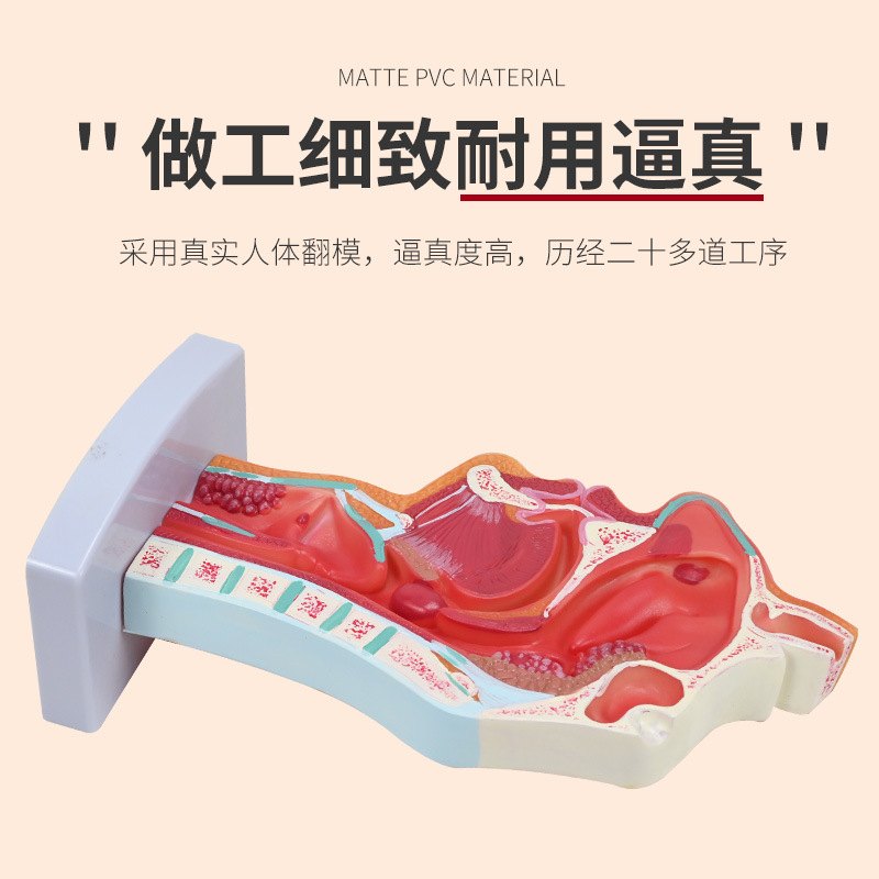 人体鼻腔口腔 咽 喉解剖模型 正中失状断 喉咽腔 耳鼻喉科模型