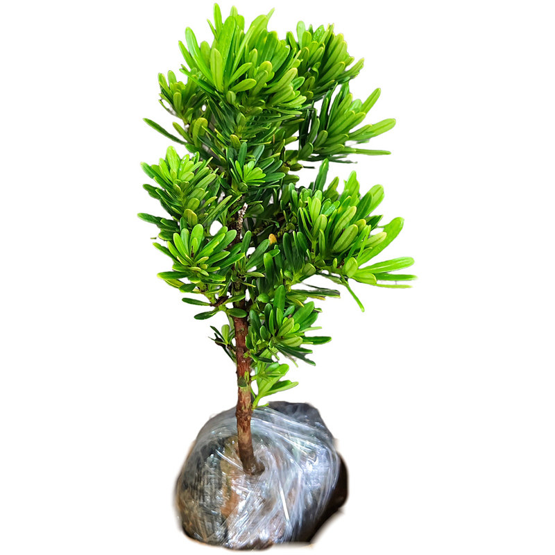 金钻罗汉松盆栽单株观叶植物阳台桌面绿植好养活净化空气庭院盆景
