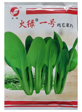 火绿一号鸡毛菜种子耐热青菜