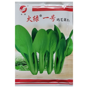 火绿一号鸡毛菜青菜种子F1杂交耐热小白菜油菜种籽春夏秋播200克