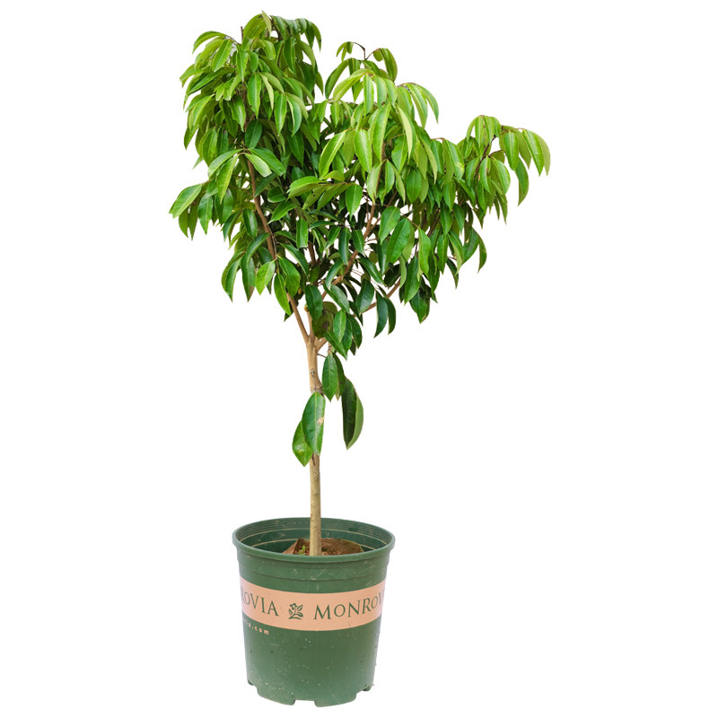 进奉荔枝苗大苗南方带土带叶嫁接