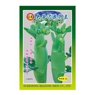 和利农正源大笋迟花鸡腿芥兰种子菜种粗条芥蓝种籽甜脆广东蔬菜孑