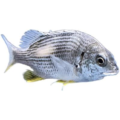 黄脚腊淡水观赏鱼冷水淡化黄鳍鲷鱼好养耐活黄脚立鱼苗黄翅鱼黄墙