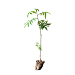花椒树苗九叶青花椒苗麻椒苗盆栽四季种植南北方耐旱大红袍花椒苗
