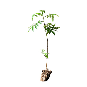 花椒树苗九叶青花椒苗麻椒苗盆栽四季种植南北方耐旱大红袍花椒苗