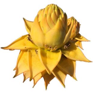 地涌金莲千叶佛莲千瓣莲花植株佛花花卉大型花绿植植物盆栽地莲花