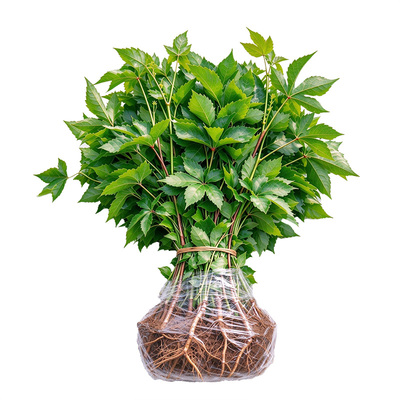 小二推荐（爬山虎树苗现挖现发）
