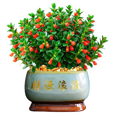 大盆金鱼吊兰盆栽旺宅发财
