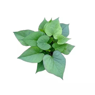 【3月气温上升上架】烟薯蜜薯25号红薯苗种西瓜红紫薯板栗番薯苗