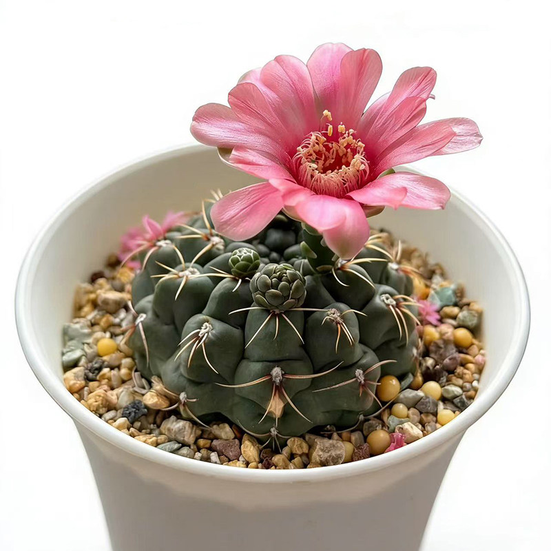 绯花玉仙人球盆栽易开花好活桌摆