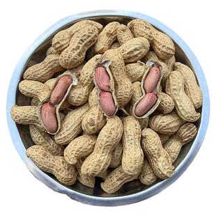 山东2025年大粒生花生带壳晒干新鲜高产种籽子芽苗菜结婚用