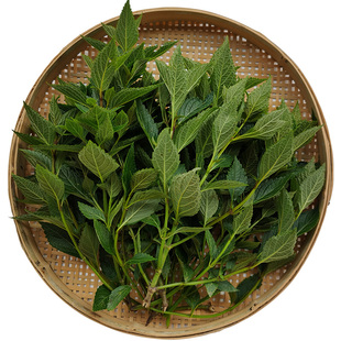 深山溪黄草新鲜包邮黄汁草溪黄草茶养生茶肝茶花草茶广东凉茶草药