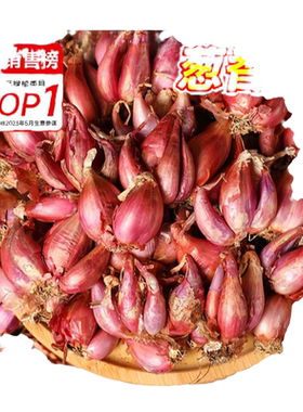 四季红葱头葱种子小香葱四季种植