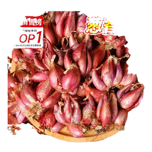 香葱头种子盆栽阳台四季小葱种红葱头蔬菜种孑籽家庭种植火葱头苗