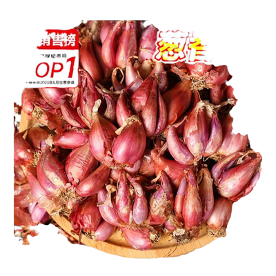 四季红葱头葱种子小香葱四季种植