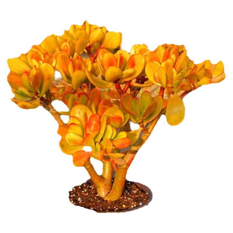 超大黄金花月多肉植物老桩 稀少贵货颜色超美寓意花桌面室内精品