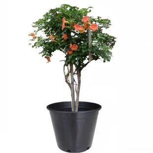 老桩凌霄花捶吊攀援大苗四季可种藤植物花卉喜阳耐寒南北种植