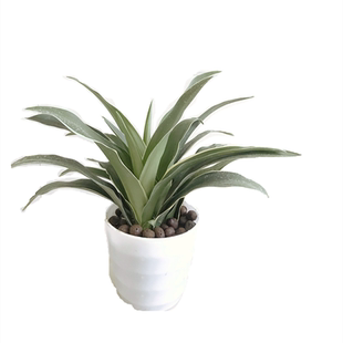 盆栽花卉四季常青中华万年青红果万年青订婚乔迁庭院耐寒耐阴吸醛