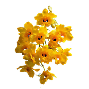 流苏石斛高个浓香夏季花药用食用滋补苗现拔现发花可以泡茶低维护