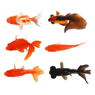 小金鱼活鱼锦鲤淡水活体草金好养耐活冷水小型观赏蝴蝶鲤兰寿鱼苗