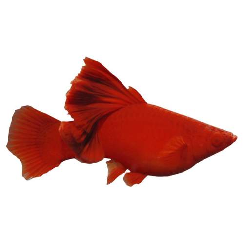 菊花帆高鳍红剑鱼红箭鱼狼牙帆血红小型热带鱼观赏鱼种鱼活体包损