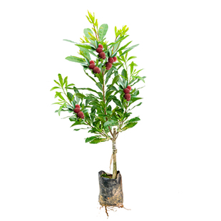 杨梅树苗嫁接苗东魁杨梅苗大树苗果苗带土带叶营养杯南方北方种植