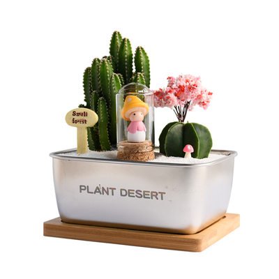 创意好养小盆栽美观净化空气植物