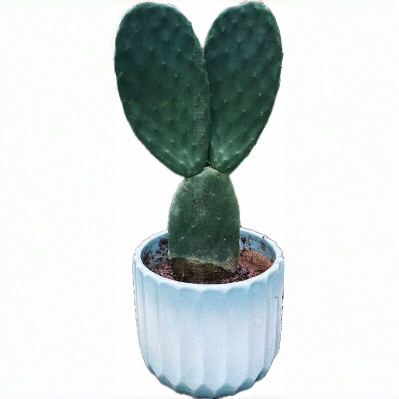 可食用仙人掌 盆栽 新鲜药用 外敷 内服美容正宗墨西哥米邦塔植物