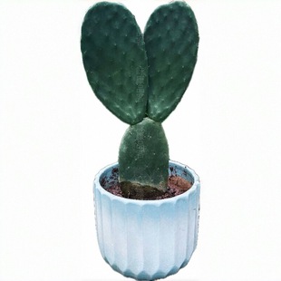 可食用仙人掌 盆栽 新鲜药用 外敷 内服美容正宗墨西哥米邦塔植物