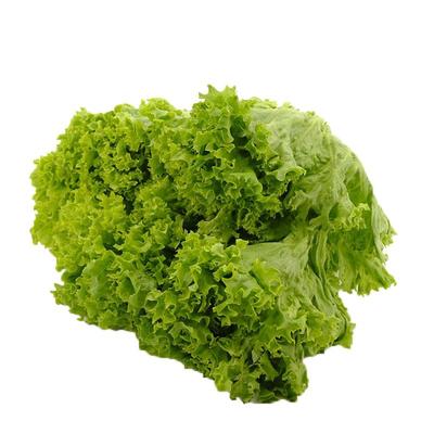 千牛优福罗莎绿生菜包烤肉生菜